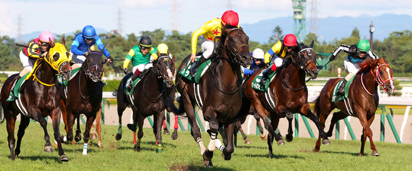 新潟記念-niigatakinen