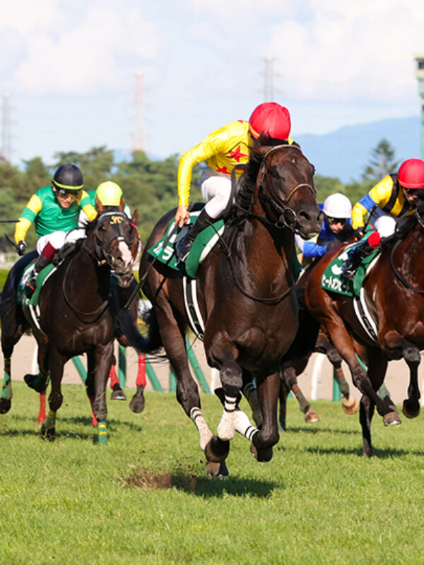 新潟記念-niigatakinen