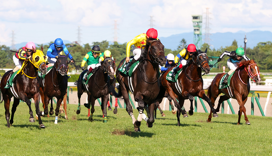 新潟記念-niigatakinen